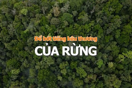 [VIDEO] - Để bớt tiếng kêu thương của rừng
