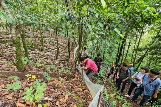 Hiệu quả từ cơ chế cho thuê môi trường rừng trồng dược liệu