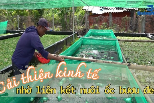 [VIDEO] - Cải thiện kinh tế nhờ liên kết nuôi ốc bươu đen