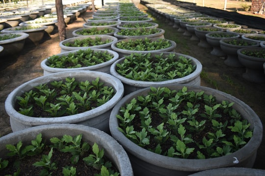 Làng Hà Đông trồng hoa vụ tết