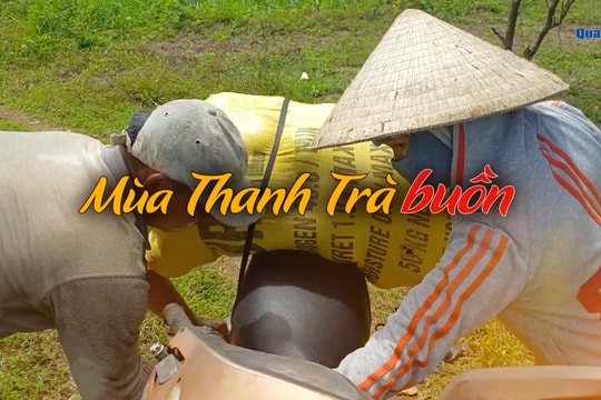 Mùa thanh trà buồn