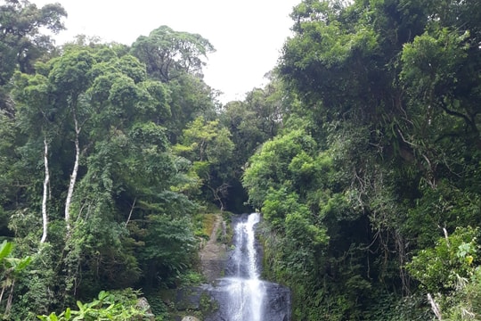 Phân bổ hơn 1,7 tỷ đồng để các địa phương trồng rừng gỗ lớn