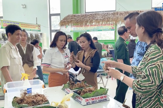 [VIDEO] - Sôi động phiên chợ sâm Ngọc Linh tháng 10