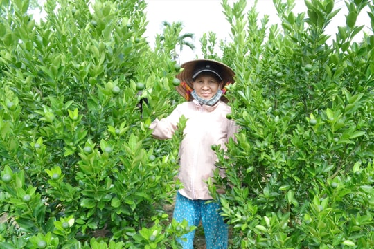 Phát triển nghề trồng hoa, cây cảnh: Đón đầu thị trường