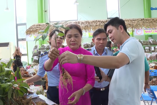 [VIDEO] - Quảng Nam kiên quyết xử lý nạn buôn bán sâm Ngọc Linh giả