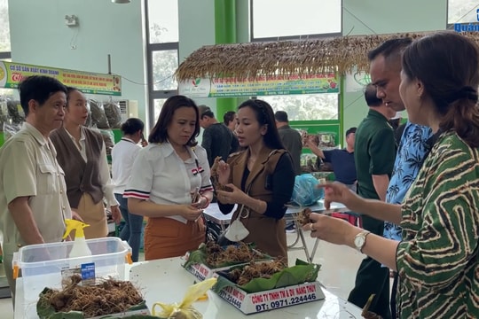 Ngoc Linh ginseng fair in October
