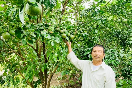 Sản lượng nhiều loại cây ăn quả tăng mạnh