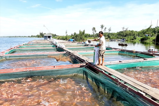 Thắc thỏm nuôi cá lồng bè trái vụ