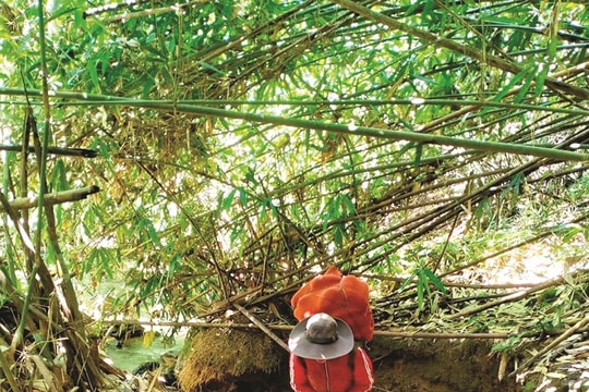 Mùa măng nứa, ở rừng...