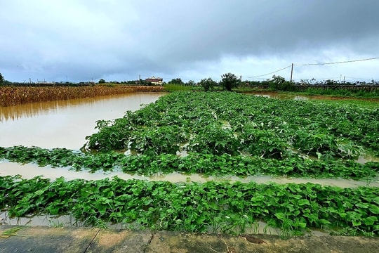 Duy Xuyên: Hơn 46ha lúa cấy kỳ và rau màu vụ đông bị ngập úng