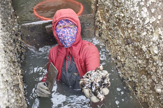 Nghề cào don trên sông Trường Giang