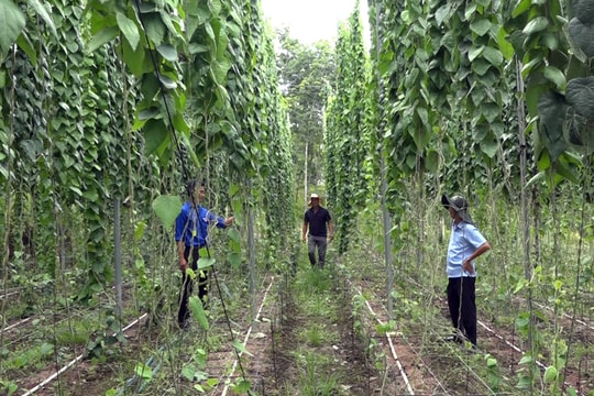 Sương sâm - cây trồng mới hiệu quả ở miền núi