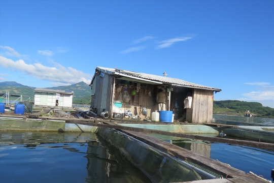 Đời người nuôi cá lồng bè sông Tranh