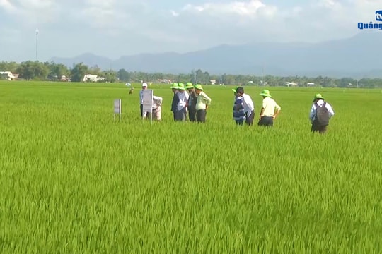 [VIDEO] - Liên kết sản xuất lúa giống nâng giá trị kinh tế nông nghiệp