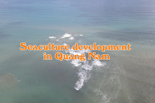 Seaculture development in Quang Nam