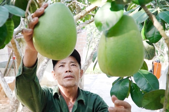 Tiềm năng làng nghề trồng cây ăn quả Bình Yên