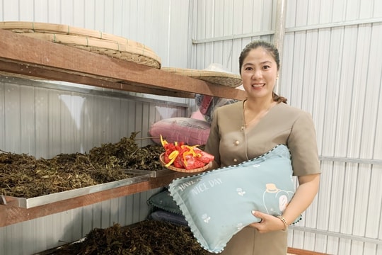 Bắc Trà My hỗ trợ máy móc cho cơ sở sản xuất sản phẩm từ cây đinh lăng