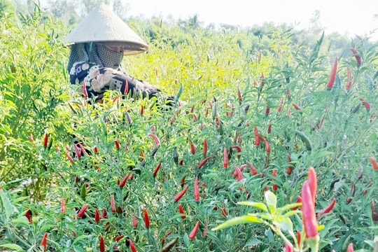 Lập vùng nguyên liệu, chuyển đổi cây trồng