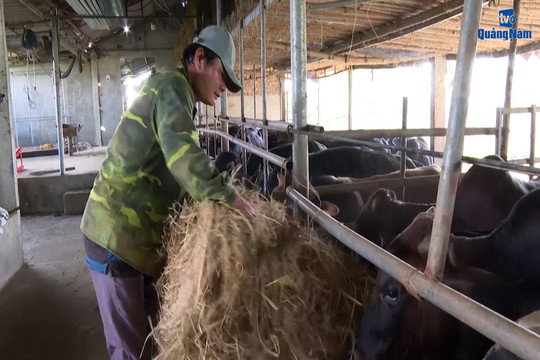 [VIDEO] - Điện Bàn nỗ lực xây dựng trung tâm bò thịt lớn nhất Quảng Nam