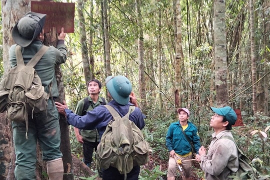 Cộng đồng Ta Lang hợp sức giữ rừng