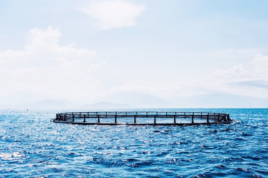 Cấp giấy xác nhận đăng ký nuôi trồng thủy sản lồng bè: Ách tắc do đâu?