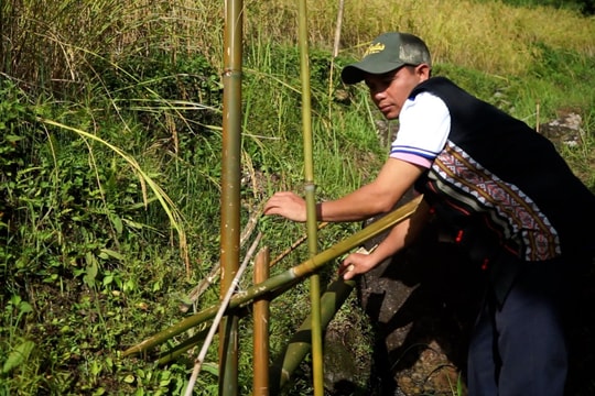 Giữ hạt lúa vàng