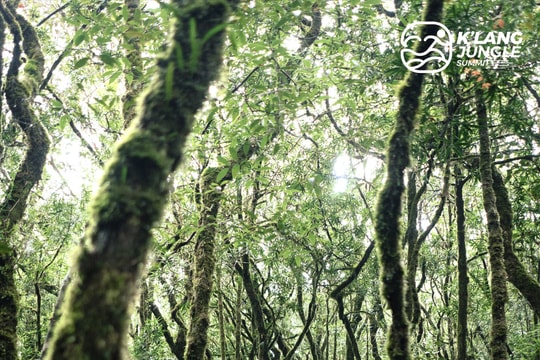 Ngày 24/12 sẽ diễn ra giải chạy marathon xuyên rừng nguyên sinh Tây Giang