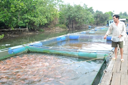 Nuôi cá trái vụ đón thị trường tết