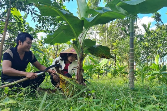 Tiên Phước phát triển OCOP gắn với vùng nguyên liệu