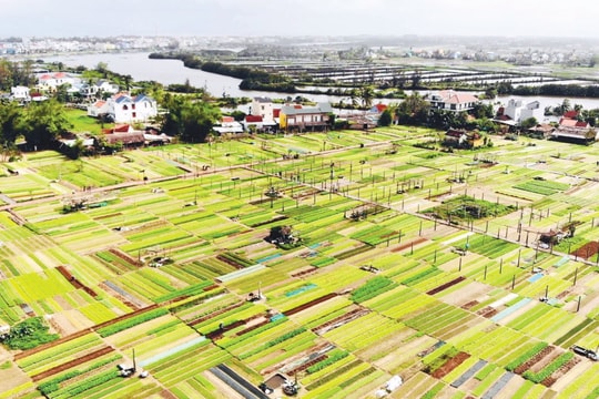 Hội An có 30,5ha sản xuất rau củ quả bảo đảm vệ sinh an toàn thực phẩm