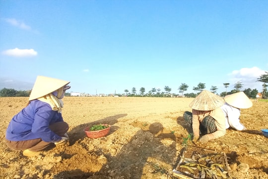 Đại Lộc chuyển đổi cây trồng phù hợp