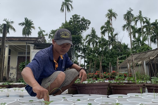 Nhọc nhằn vụ trồng hoa tết