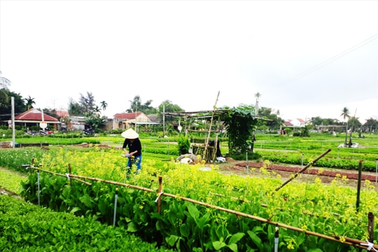 Hội An triển khai nhiều mô hình khuyến nông