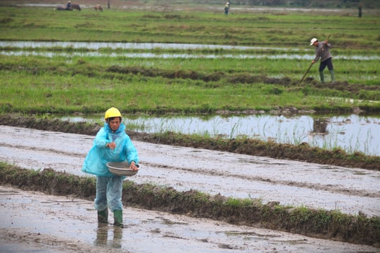 Nông dân tất bật xuống đồng gieo sạ lúa