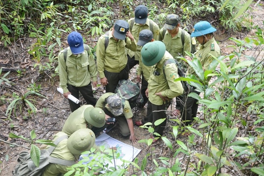 Việt Nam thu 1.200 tỷ đồng từ bán tín chỉ carbon rừng