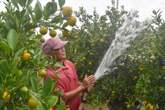 Hơn 70% lượng quật cảnh Hội An được thương lái đặt mua