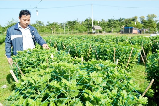 Đa dạng hoa, cây cảnh tết