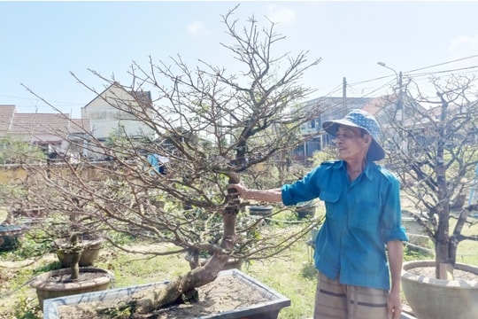 Khấm khá từ nghề trồng mai