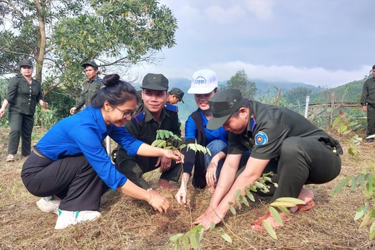 Nam Giang hỗ trợ trồng hơn 456ha rừng gỗ lớn