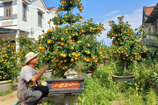Người thổi hồn cho quật cảnh Cẩm Hà