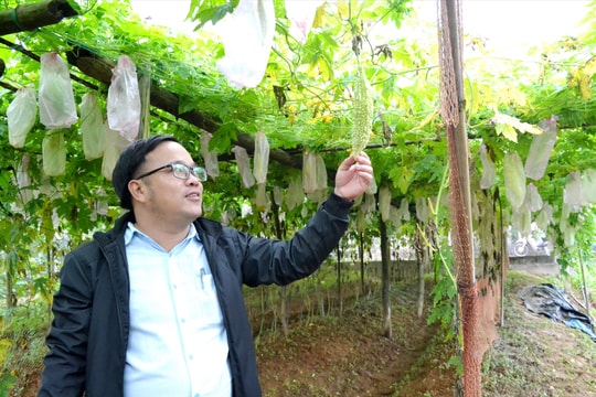 Núi Thành phát triển nông nghiệp sạch