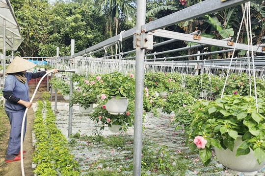 Nông dân Tam Kỳ vào vụ hoa tết