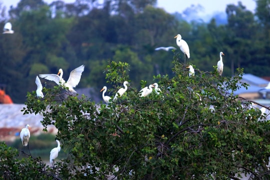 Kịp thời ngăn chặn các hành vi săn bắt, buôn bán động vật hoang dã, chim di cư