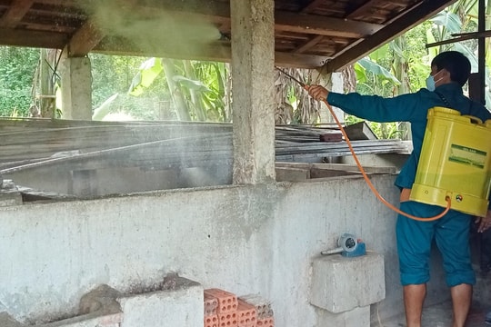 Dịch tả lợn châu Phi xuất hiện tại Trà Tân và Trà Bui