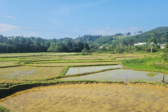 Nông dân Bắc Trà My vào vụ mùa mới