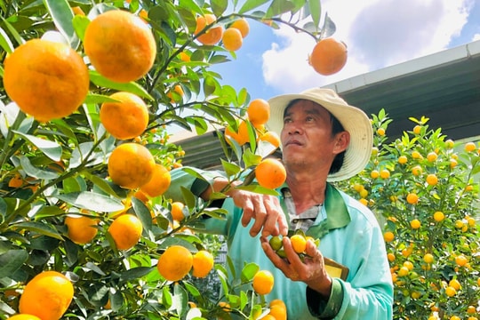 "Thủ phủ" quật cảnh Quảng Nam rộn ràng đón tết