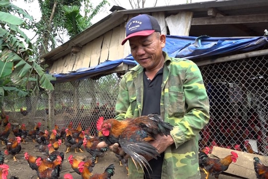 Hiệu quả mô hình nuôi gà trống cúng phục vụ thị trường tết