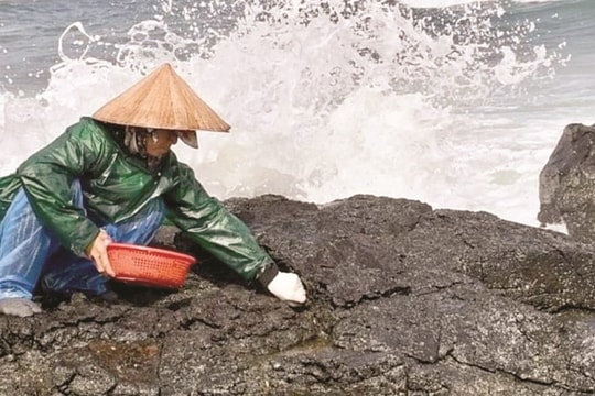 Lội rạn đá hái rong mứt