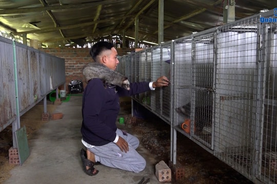[VIDEO] - Trang trại chồn hương của Đỗ Phúc Nghĩa
