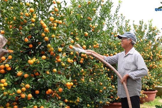 [VIDEO] - Làng nghề vào vụ Tết